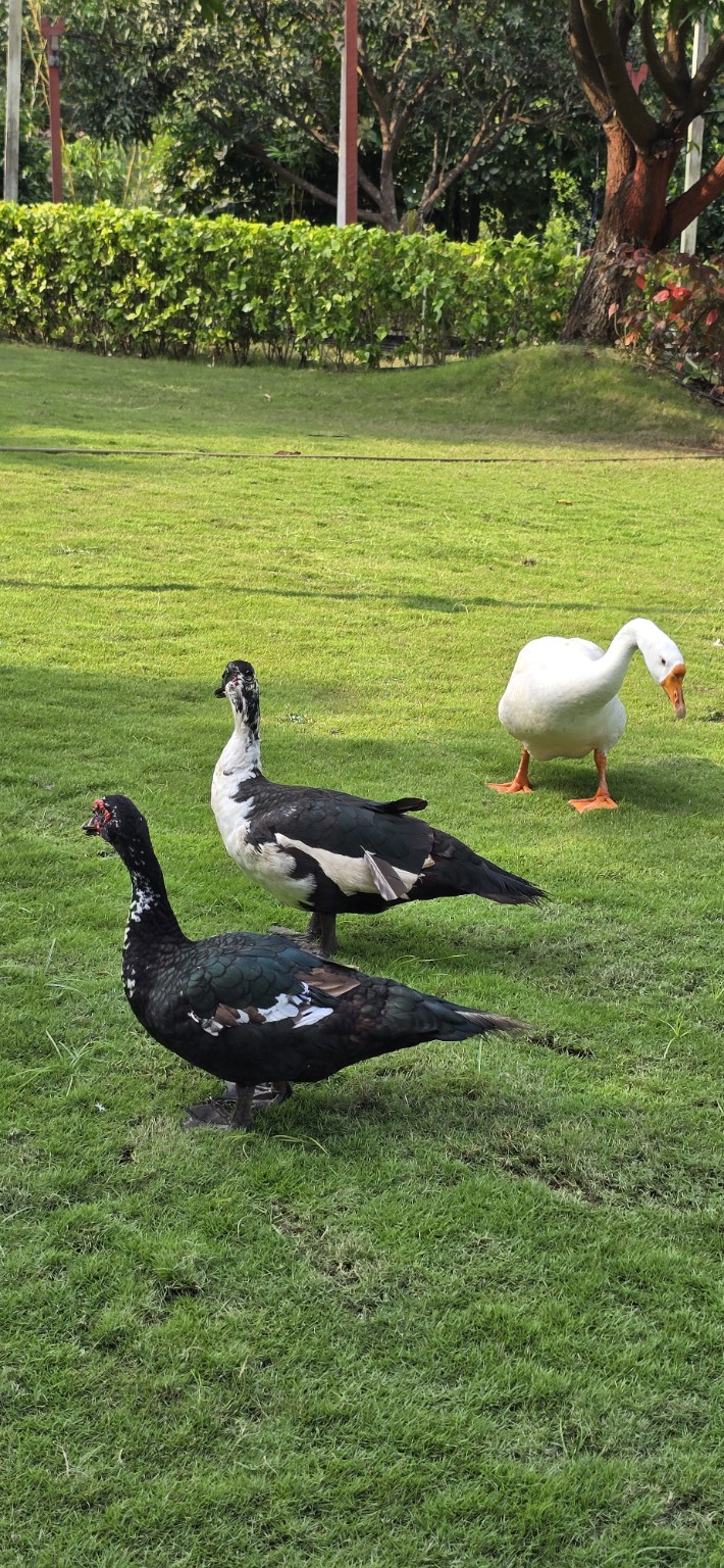 Ducks walking on the lawn at Raj Farm Stay Resort